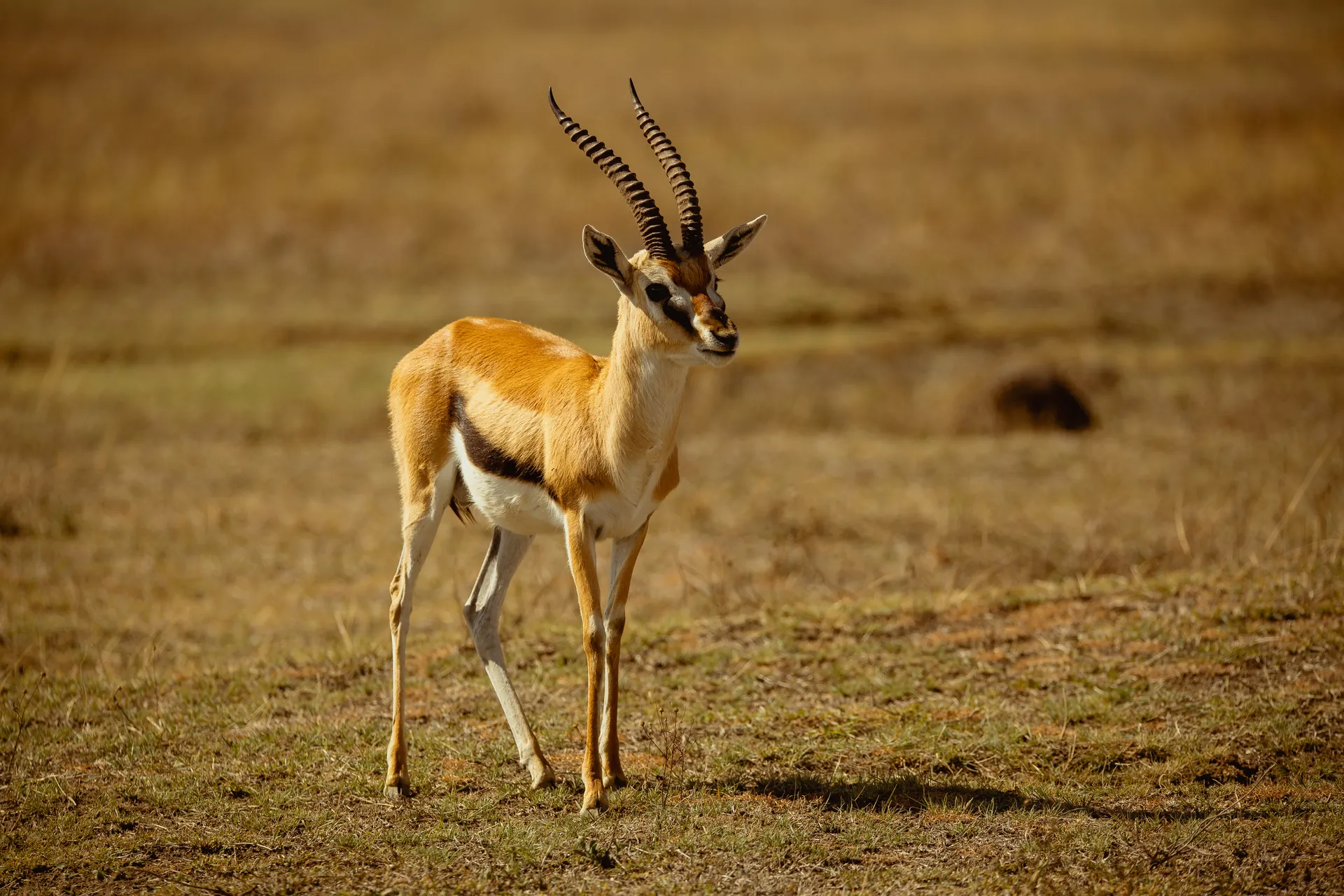 Wildlife in an East African safari landscape